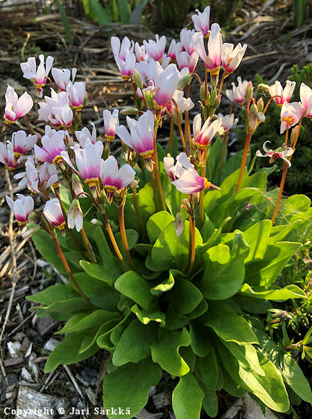 Dodecatheon pulchellum 'Album', pikkujumaltenkukka